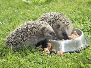 Hedgehogs