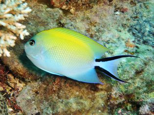 Japanese Swallowtail Angelfish