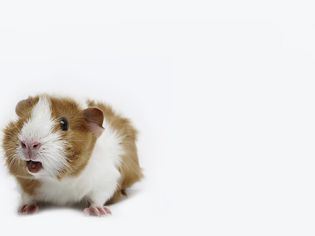 Guinea pig on white background