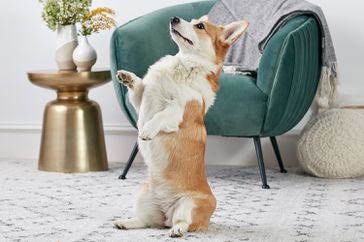 A Pembroke Welsh Corgi begging