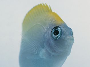 Swallowtail angelfish (Genicanthus sp.), front view