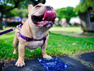 Smiling dog