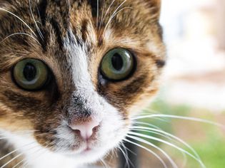 Closeup of a cat's face