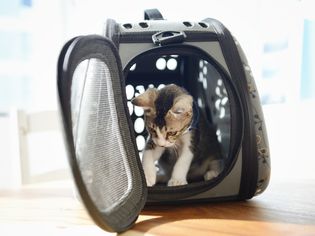 Cat in carrier