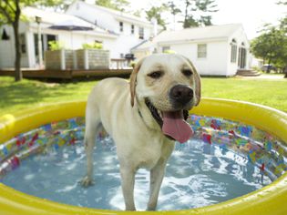 hot dog in baby pool