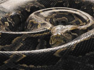 Burmese Python (Python molurus bivittatus), curled up, close up