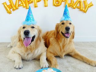 dog birthday party