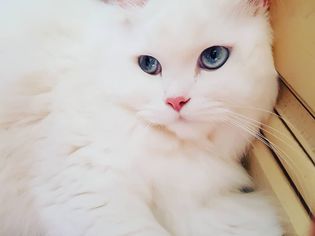 Persian Cat