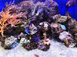 Saltwater aquarium