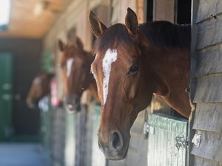 Horses in stall