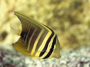 Striped sailfin tang