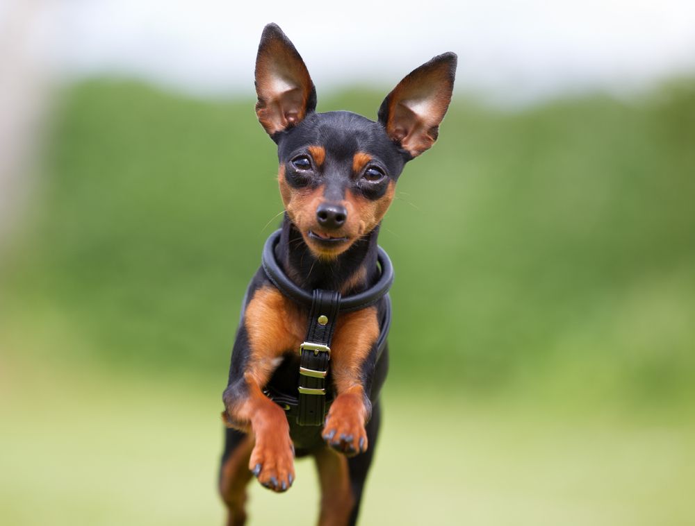 Miniature pinscher running