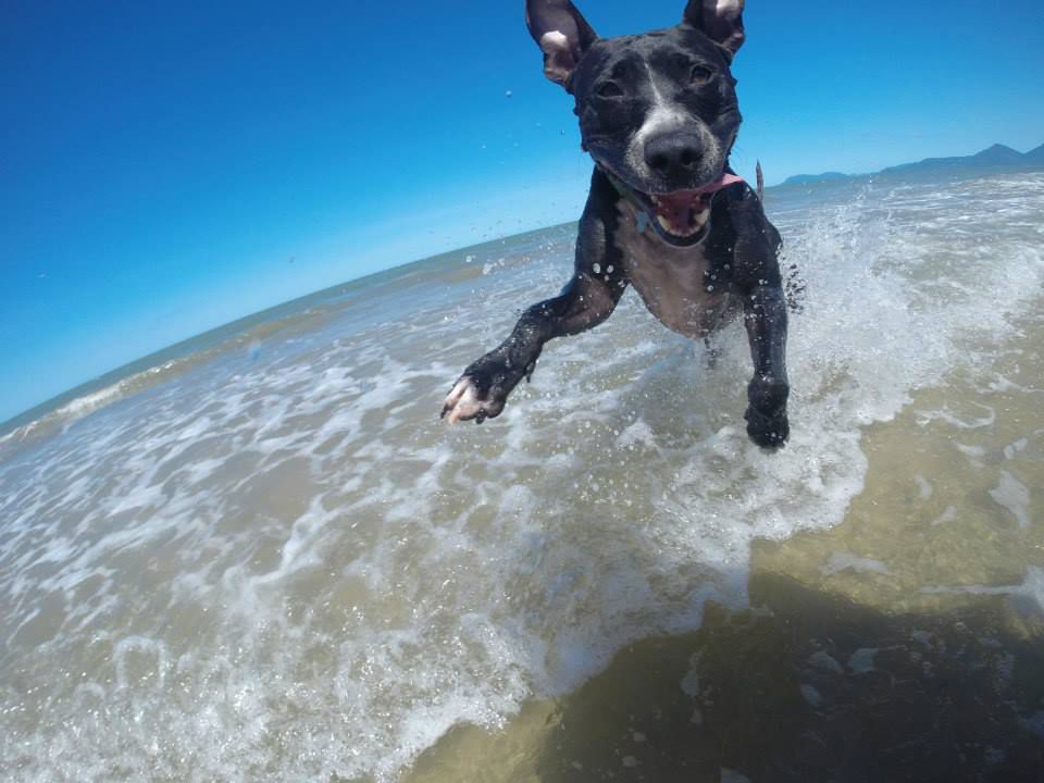 dog looks like he is skydiving at the beach