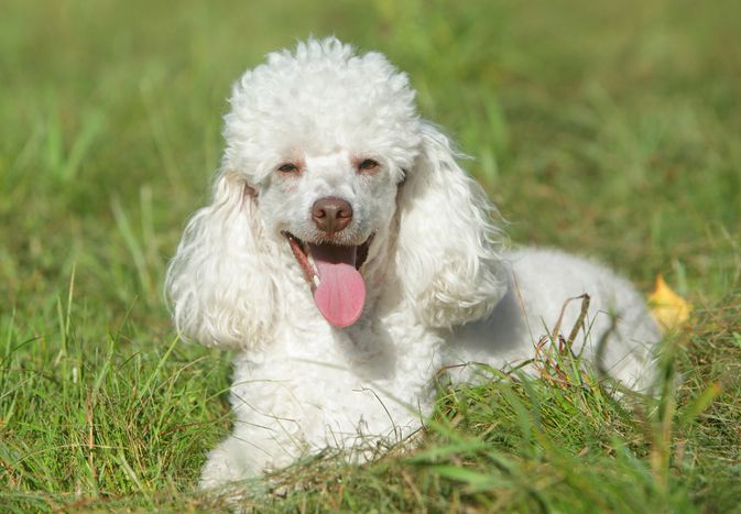 white miniature poodle lying in the grass