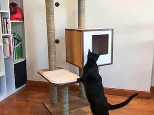 Cat leaning on Vesper Cat Furniture in the corner of a room, next to a bookcase