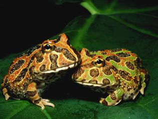 Pacman frogs or Ornate horned frogs (Ceratophys ornata) on leaf, close-up