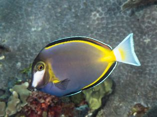 Acanthurus japonicus