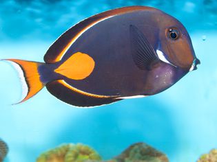 Achilles Tang or Surgeon Fish