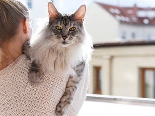 Maine coon gray and white cat being held by owner near window