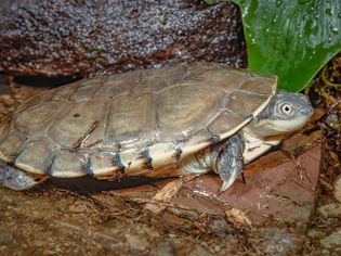 African helmeted turtle