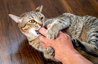 Brown and white cat biting owner's hand