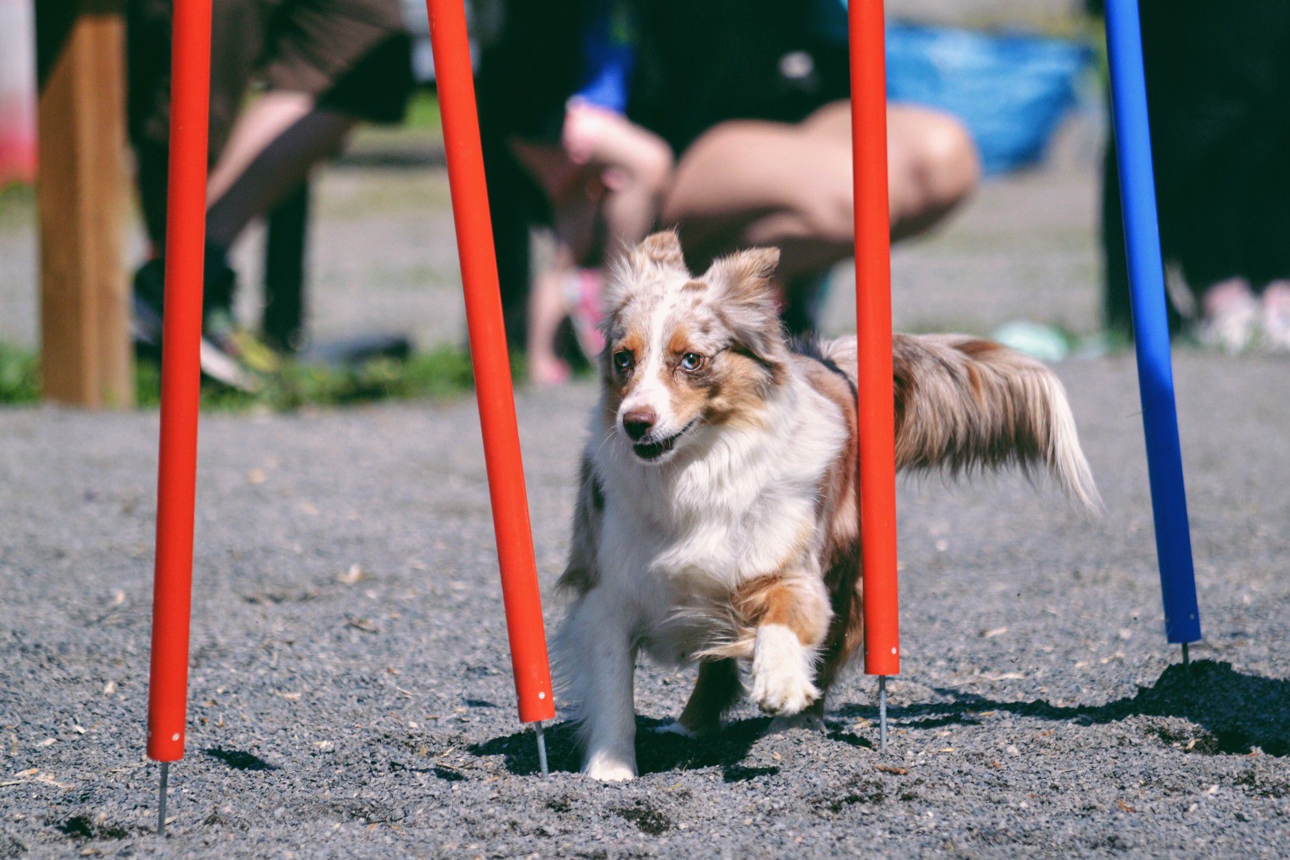 Australian Shephard on agility course