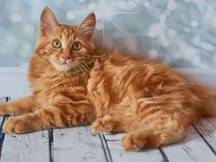 An American Bobtail cat laying on the floor