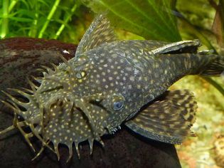 Bristlenose Catfish