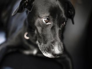 A black dog