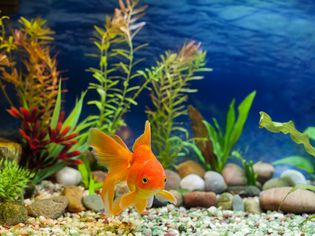 Aquarium Native Gold Fish