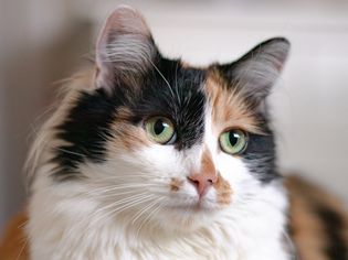 Closeup of a calico cat