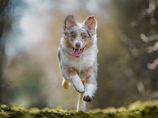 brown and white Australian shepherd running in grass