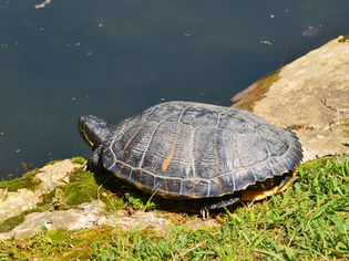 Red eared slider basking in sun