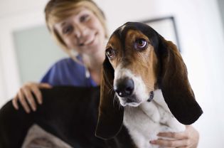 dog at vet, basset hound