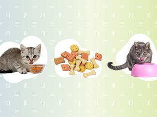 Cats eating food from the best cat food delivery services collaged against a blue and green background