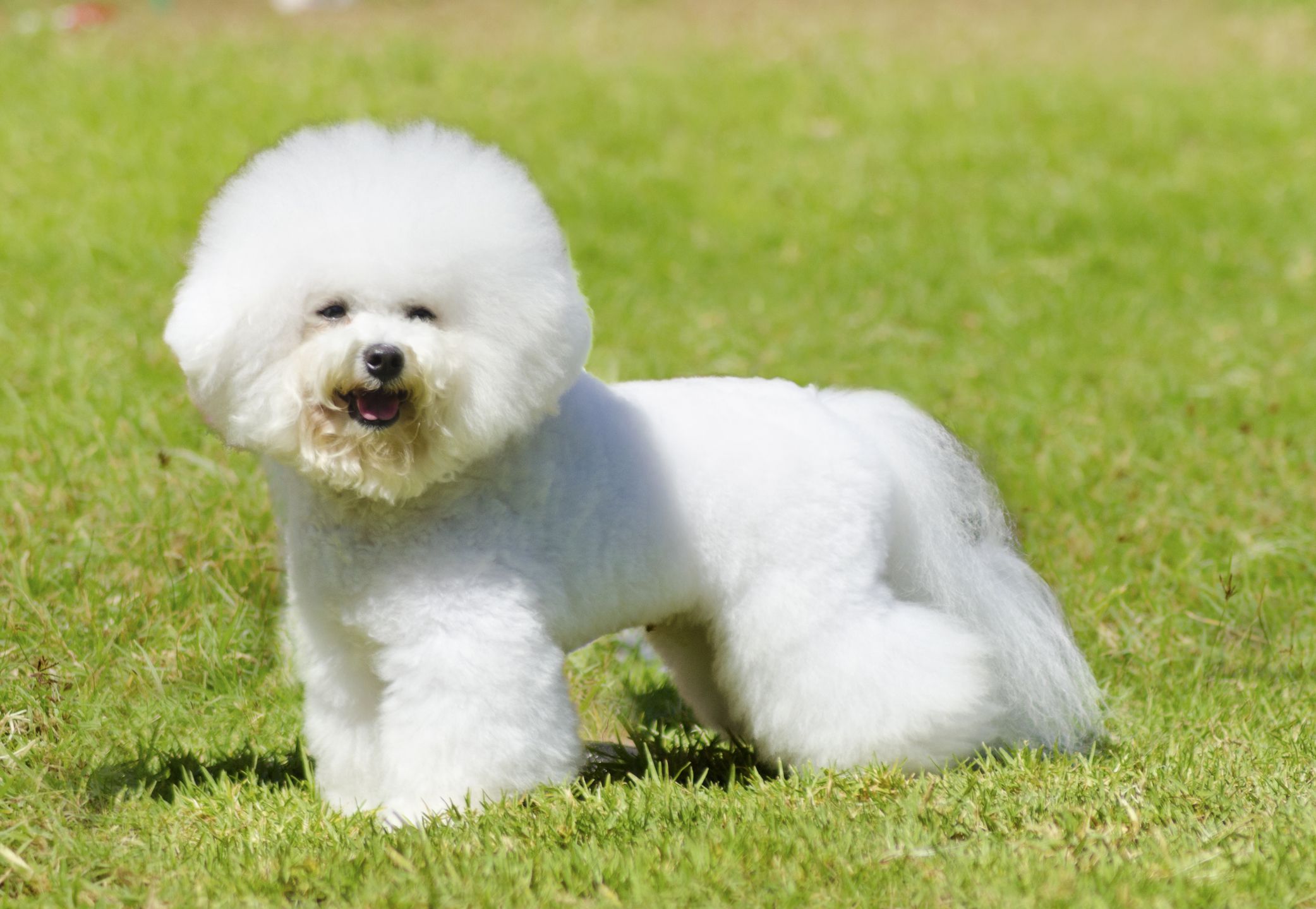 Bichon Frise standing on grass