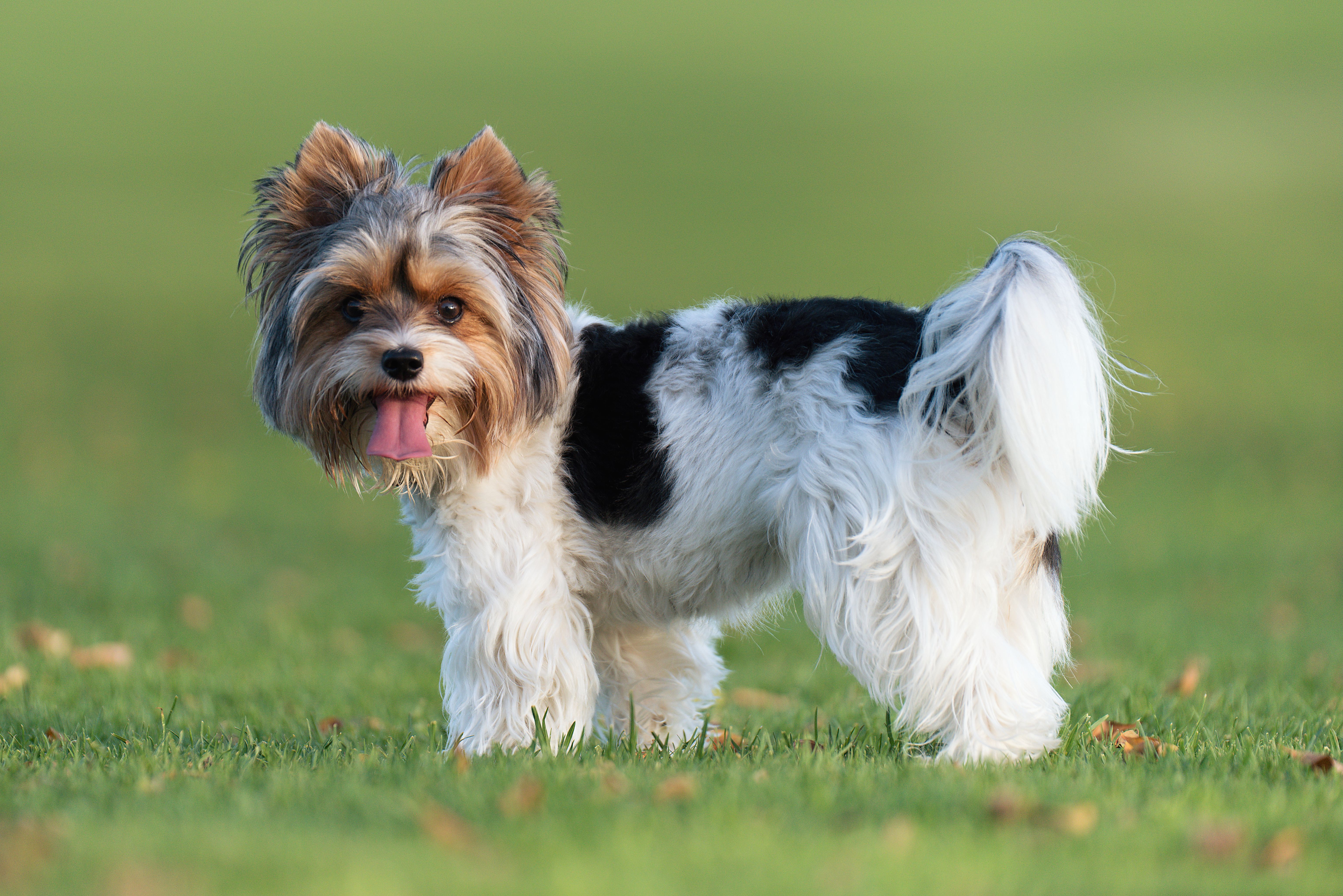 biewer terrier with tongue out in the grass