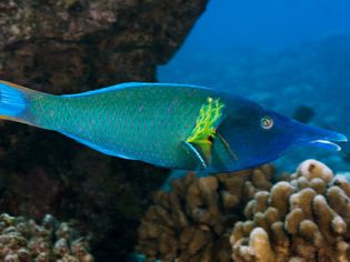 Bird Wrasse Fish