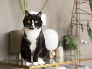 Black and white cat sitting on edge of glass top with decor items and houseplants