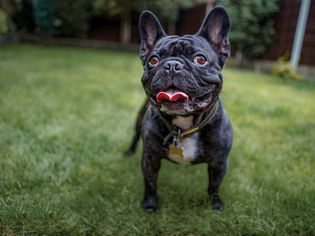 black French bulldog standing in grass