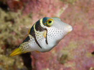 Black Saddled Toby (Canthigaster valentini)