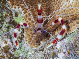 Close up of coral banded shrimp