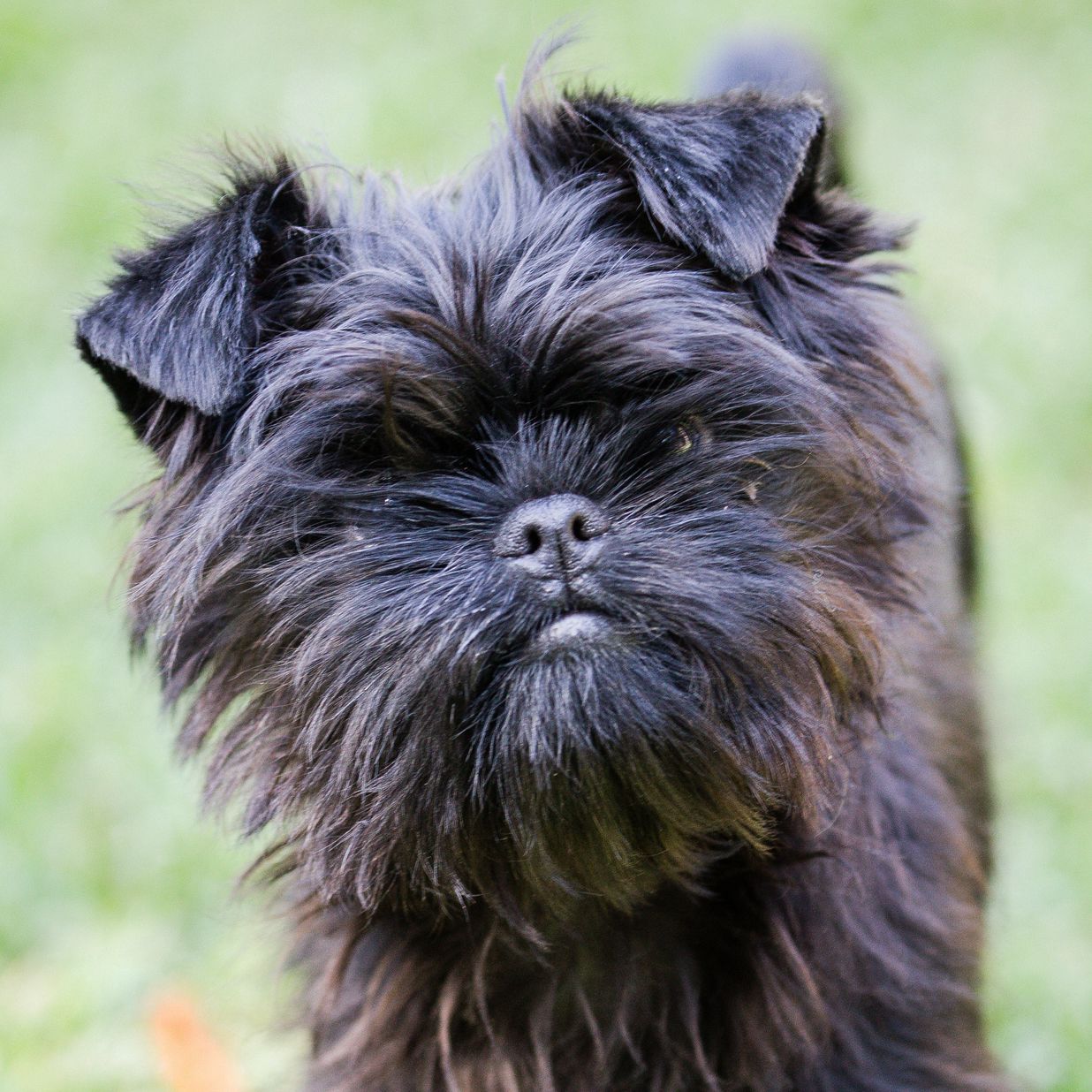 profile of dark brown affenpinscher