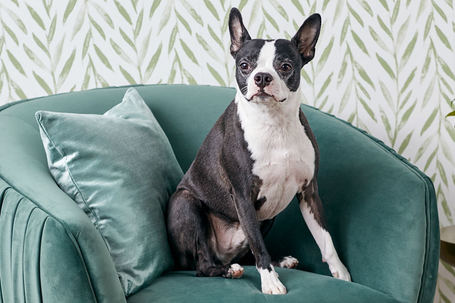 Boston terrier on chair