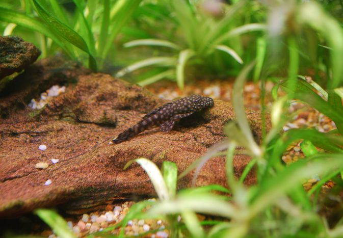 Bristlenose fish