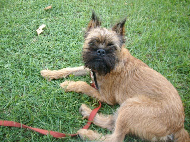 Brussels Griffon Dog Breed Photo - Picture of Brussels Griffon Dog Breed