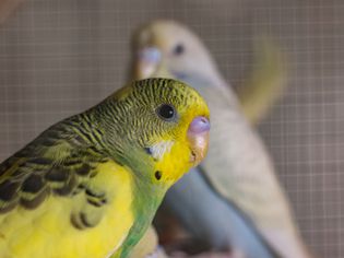 Budgerigar