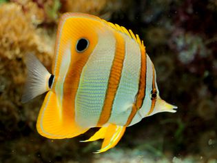 Butterflyfish (Chaetodontidae) Diet and Feeding