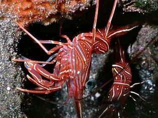 Camelback Shrimp