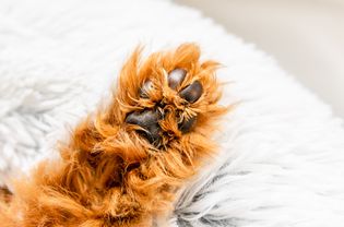 Dog paw with light brown fur facing up on dog bed closeup